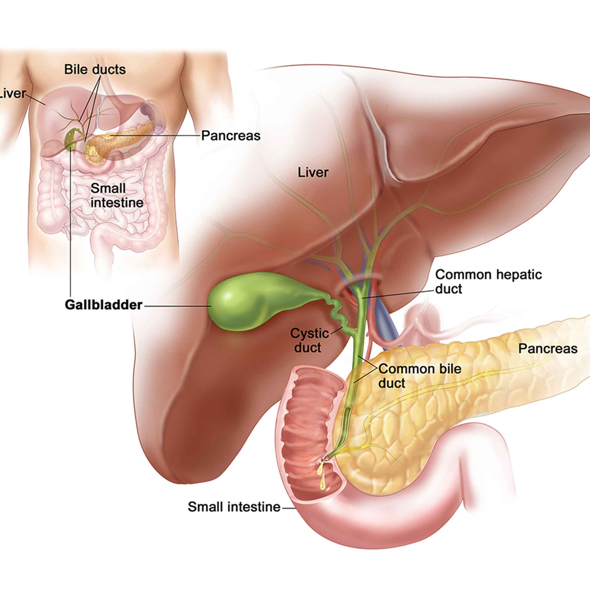 Labelled diagram of the liver, gallbladder, pancreas and bile ducts